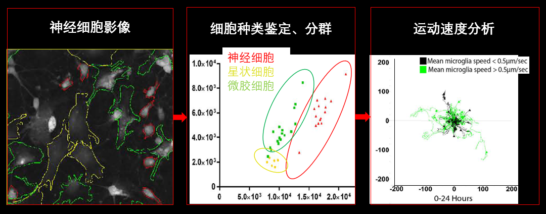 1、無(wú)標(biāo)記神經(jīng)細(xì)胞共培養(yǎng).png