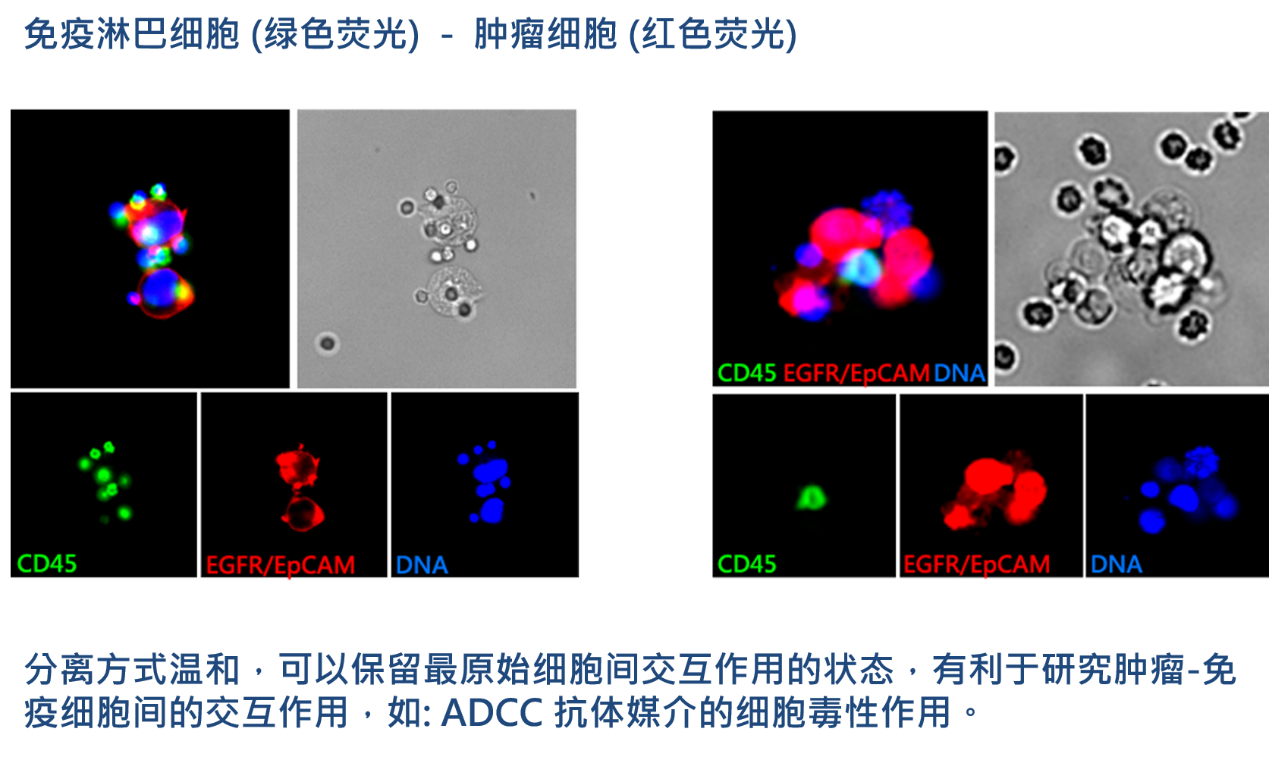 2、腫瘤-免疫細胞交互作用研究.png